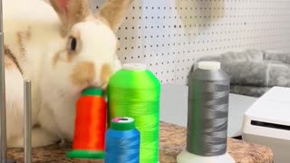 Fluffy Bunny Loves to Knock Things Over