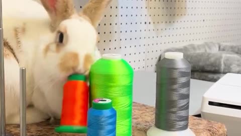 Fluffy Bunny Loves to Knock Things Over
