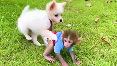 mankey baby bon bon drives a car and plays with puppy and duckling by the track