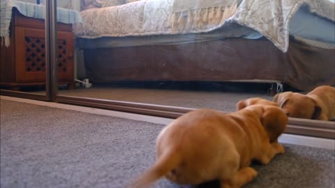funny dogs