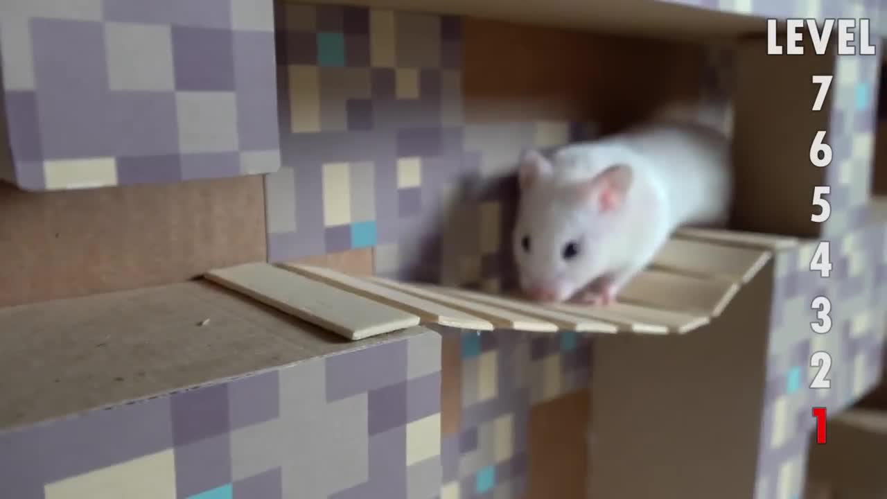 🐹Hamster Escapes the Awesome Sink Maze Obstacle Course🐹 for Pets in real life