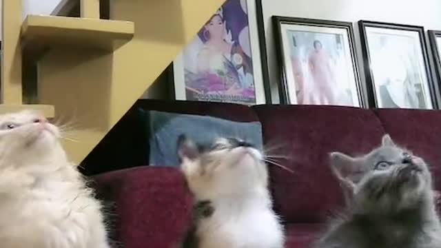 Dancing kittens