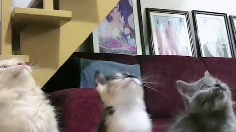 Dancing kittens