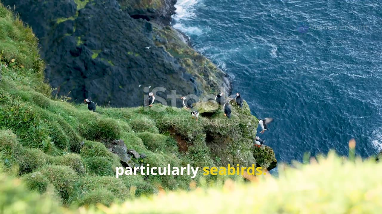 Discover the Mysteries of the Faroe Islands #travel #history #explore