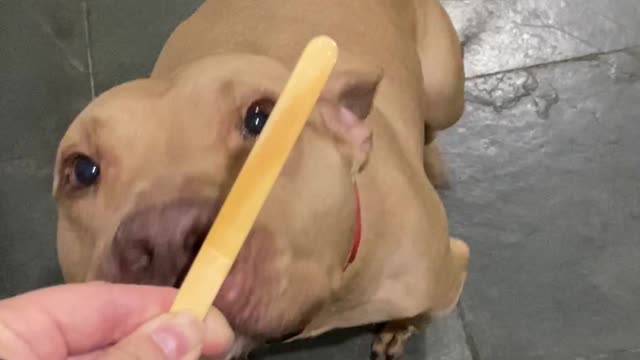 Athena the Dog Devours Popsicle Whole