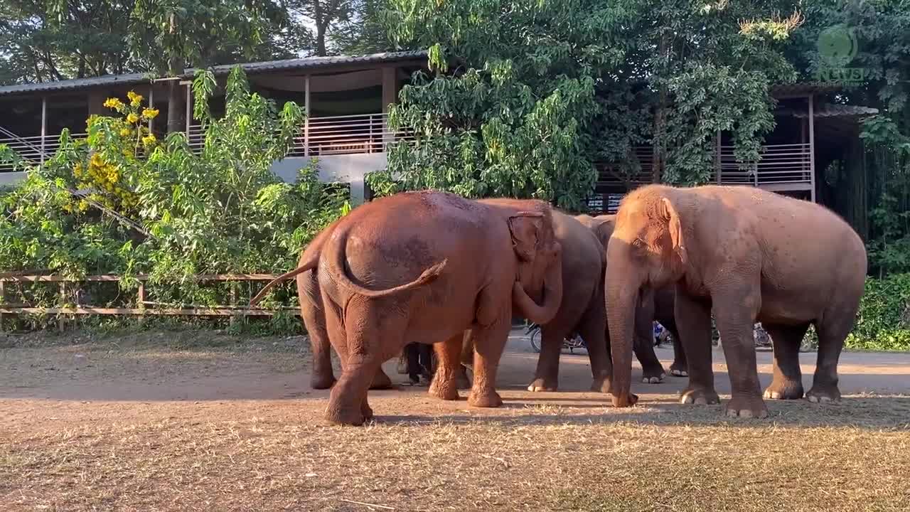 These Elephants Express Their Affection Toward Favourite Person - ElephantNews