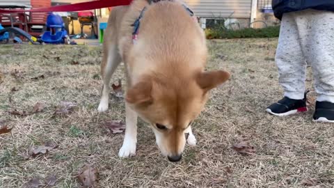 Can Dog Find Hidden Steak With Just Smell