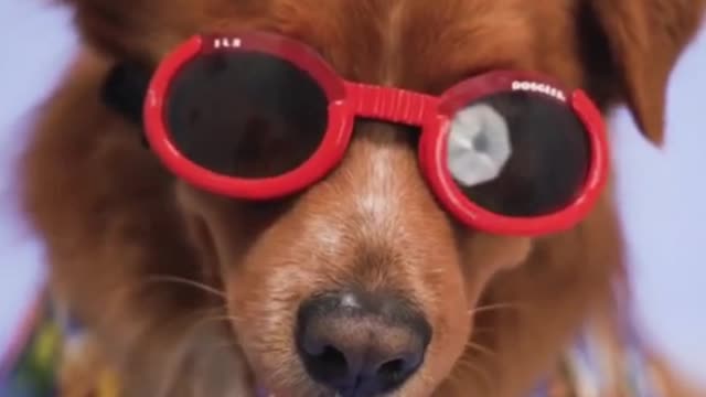 Cute and funny dogs video | Dog funny status video for Facebook Instagram and whatsapp