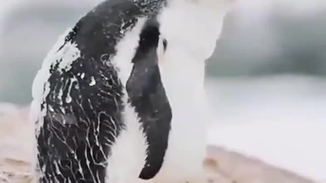 Cold animals #penguins