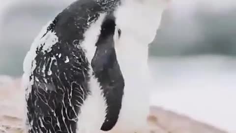 Cold animals #penguins