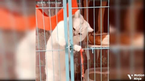 Baby Cats - Cute and Funny Cat Video