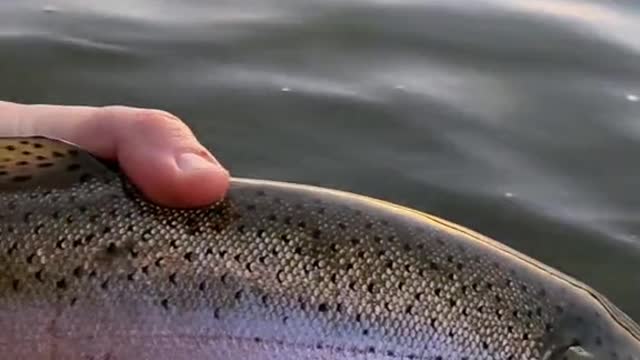 Do any other trout fight as hard as a big rainbow