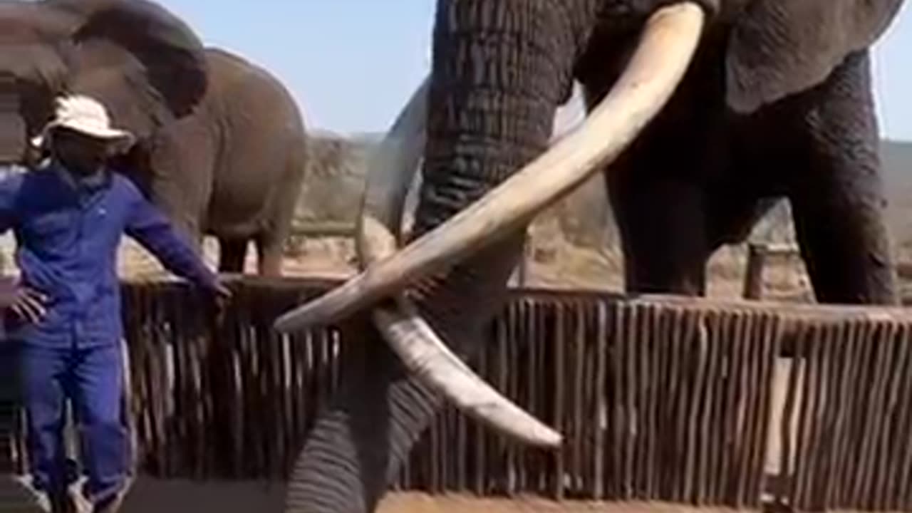 I think this is the biggest elephant I have ever seen. Cred melodie
