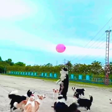 Animal funny video Dogs |Cute Dog animal videos| pet videos animal