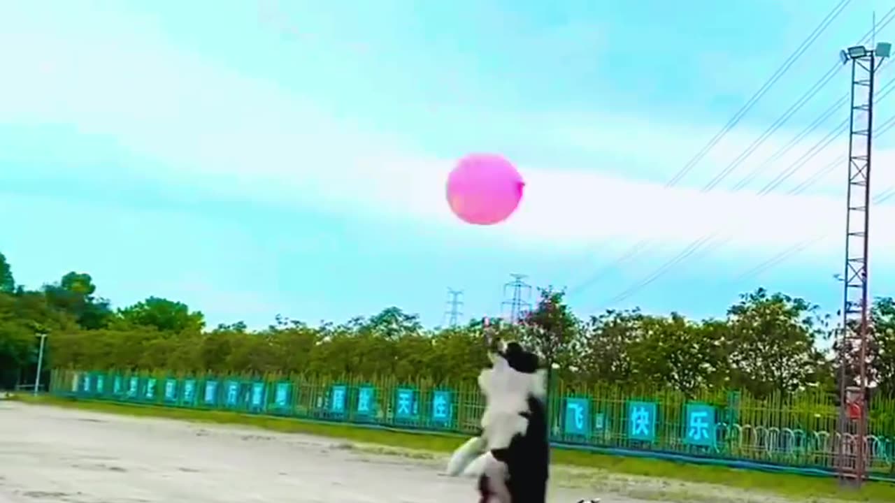 Animal funny video Dogs |Cute Dog animal videos| pet videos animal