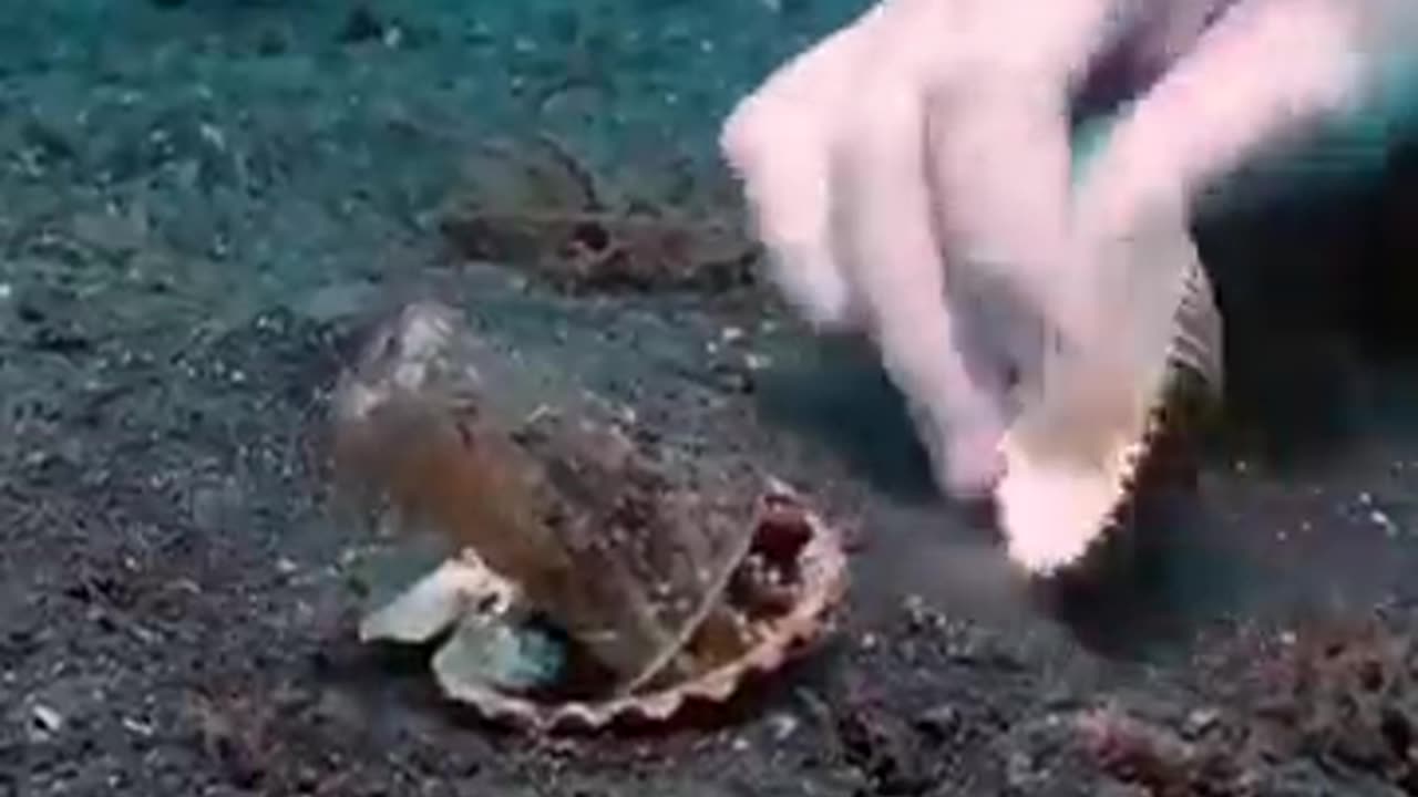 This diver spent a long time finding perfect shell