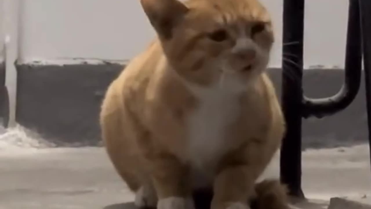 Cute Cat Calling "meow"