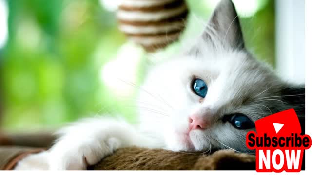 Baby Cats - Cute and Funny Cat Videos