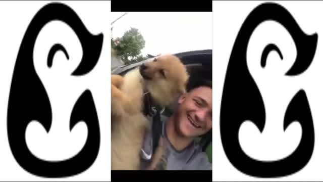 FUNNY DOGS FOUND ON TIKTOK - CUTE DOG COMPILATION