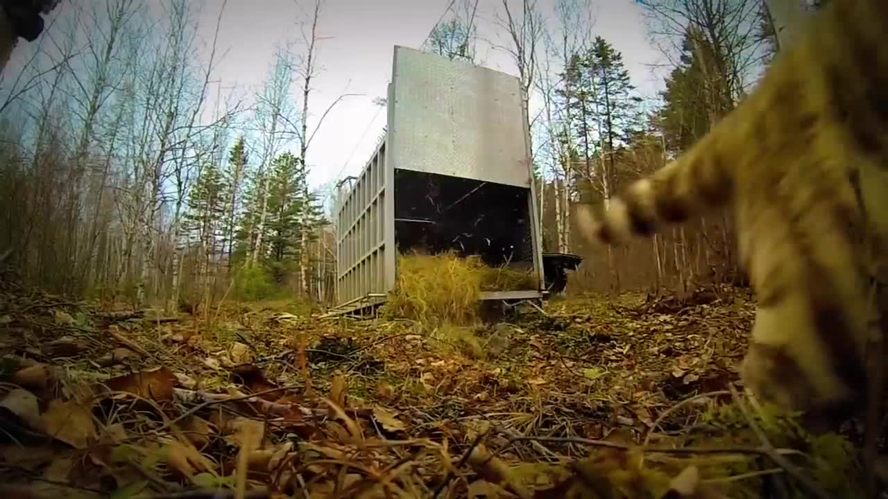 Extremely Rare - Four Siberian Tigers Released Into The Wild