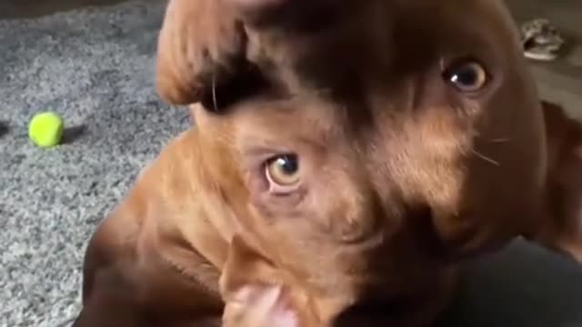 Cute and funny dog video 😂❤️😂❤️😂😍😘😂❤️😍😂❤️