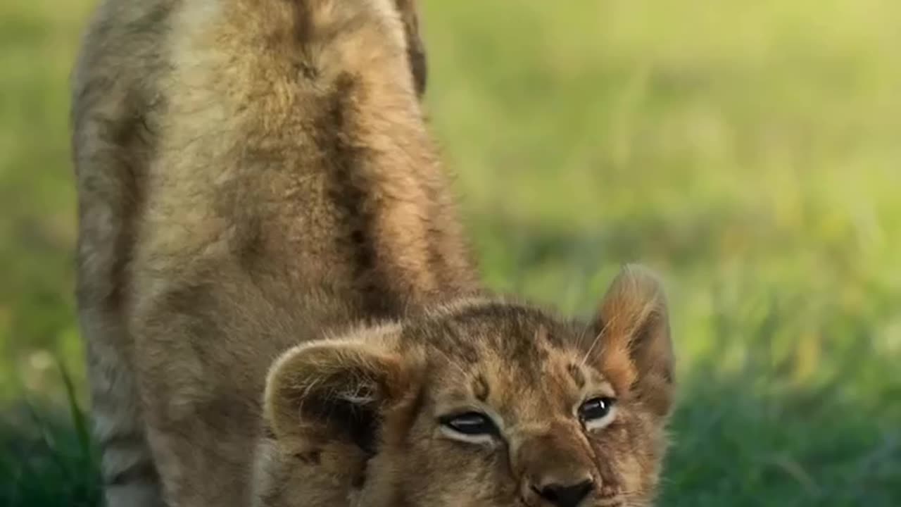 Lion Kingdom: Majestic Beasts of the African Savanna