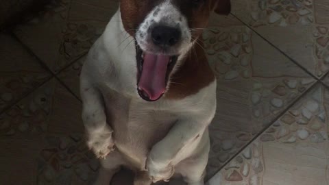 Good Dog!!!