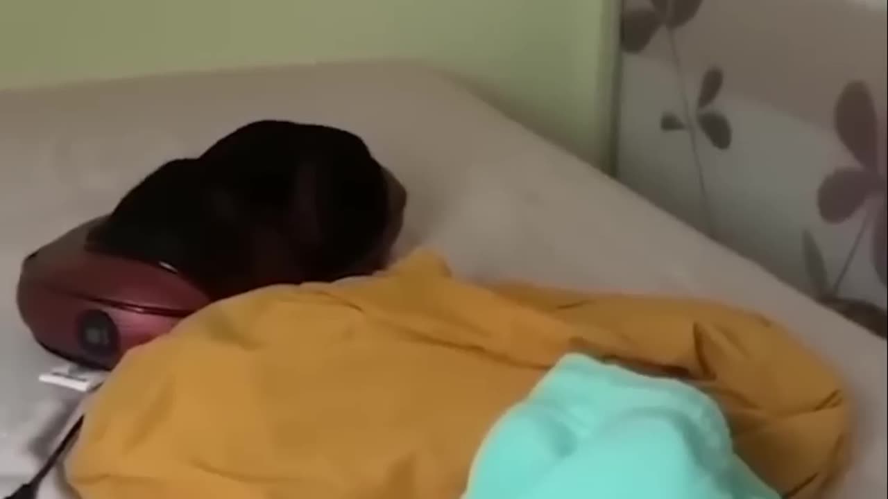 Funny video animals 😁👀❤️