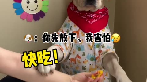 Dog funny video.