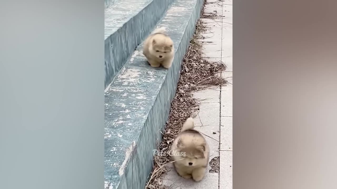 Funniest Animals 2023