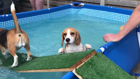 Beagle Puppy Surprised with POOL PARTY