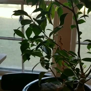 Add Copper Wire To Your Houseplants!