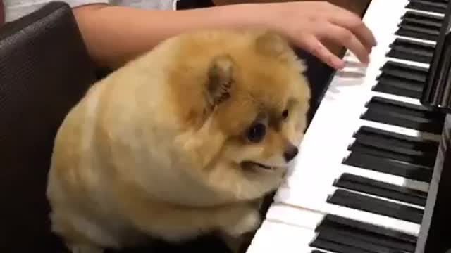 Pomeranian dog is a piano prodigy