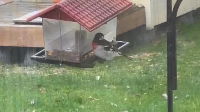 Bird feeder
