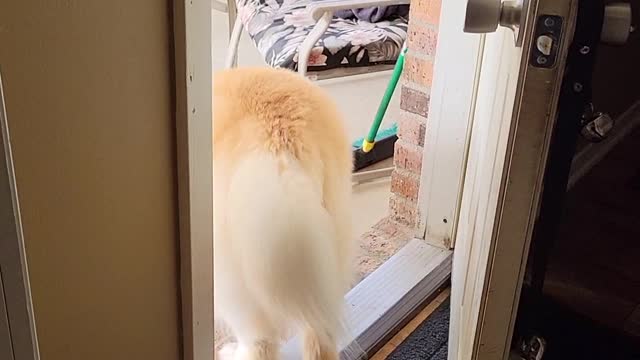 Koda Pulls Daisy Outside to Play by Her Ear