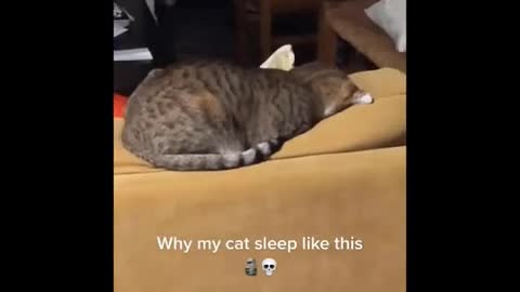 Its To LAUGH When Watching This Video Of The FUNNIEST CATS On Earth Funny Cats Life