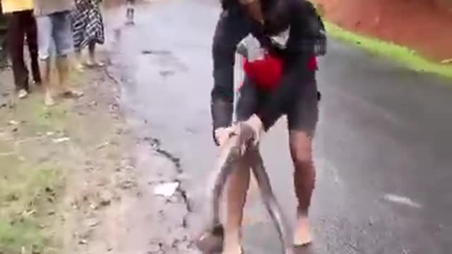 Fearless Snake Whisperer: Watch the Snake Girl Catch a Serpent Barehanded!