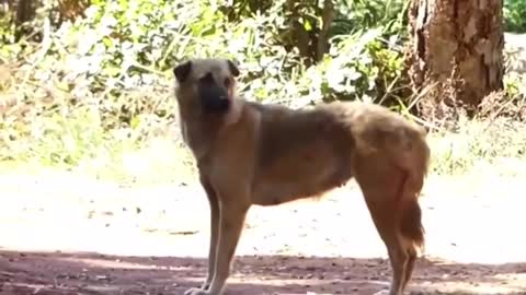 Funny Dogs. Fake Lion and Fake Tiger Prank To Dog.