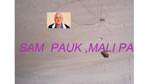 Mali Pauk