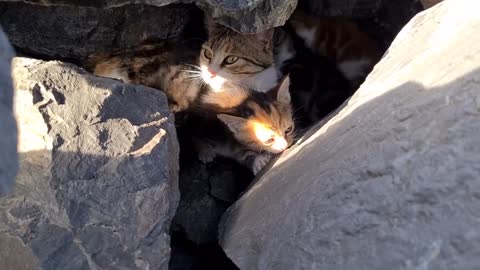 Poor mother cat hiding in the cliffs to protect her Kittens.