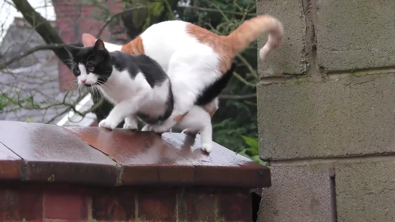 Synchronized Cats