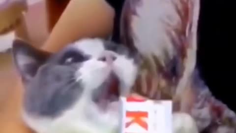 Funny cats|When cats cry for chocolate🔥😅🤣