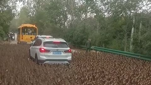 the ducks are marching#pet #fypシ #viral #animals #fyp #foryou #funny #funnyvideos #lol #😂