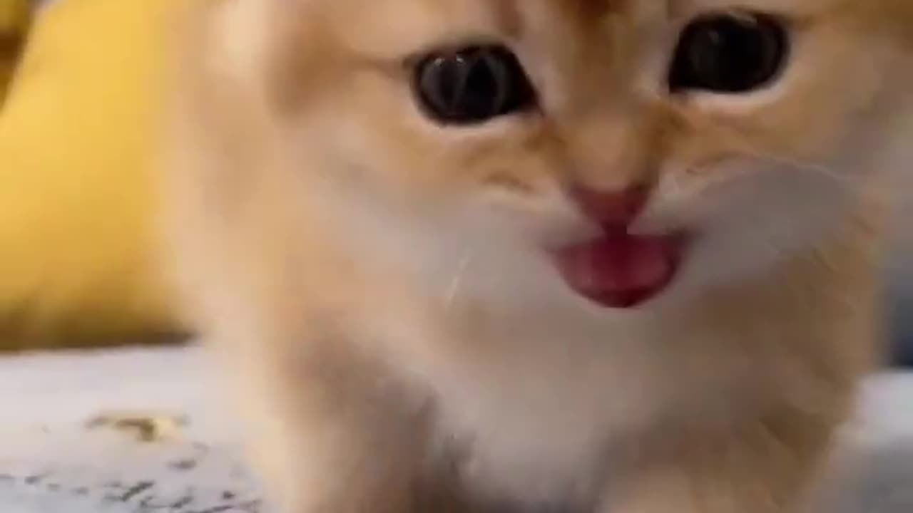 @catmeow888 Subscribe #shorts cat meme & kitten tik tok video funny cats meow baby cute