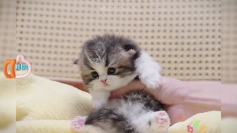 The little cat has learned to pretend to be dead while taking a shower