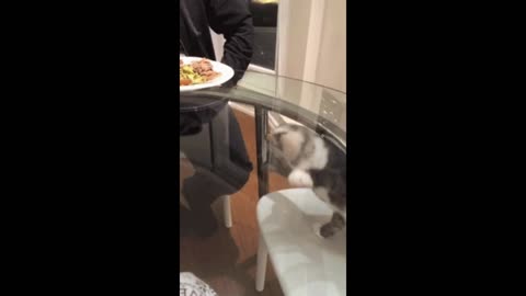 Muddled cat gif video