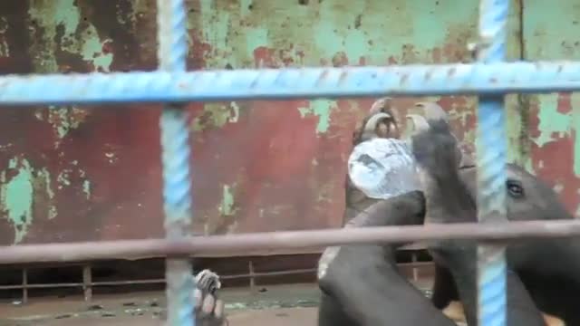 fanny video