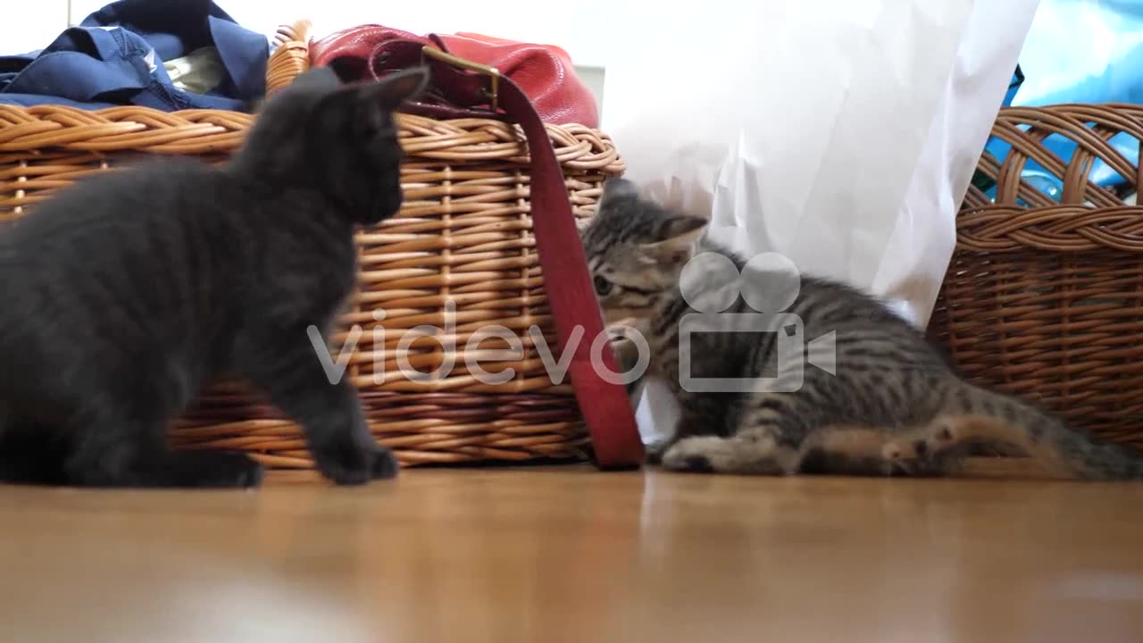 Two kittens play fight in front of wicker baskets