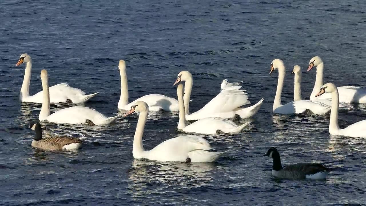 Swan and ducks walking together