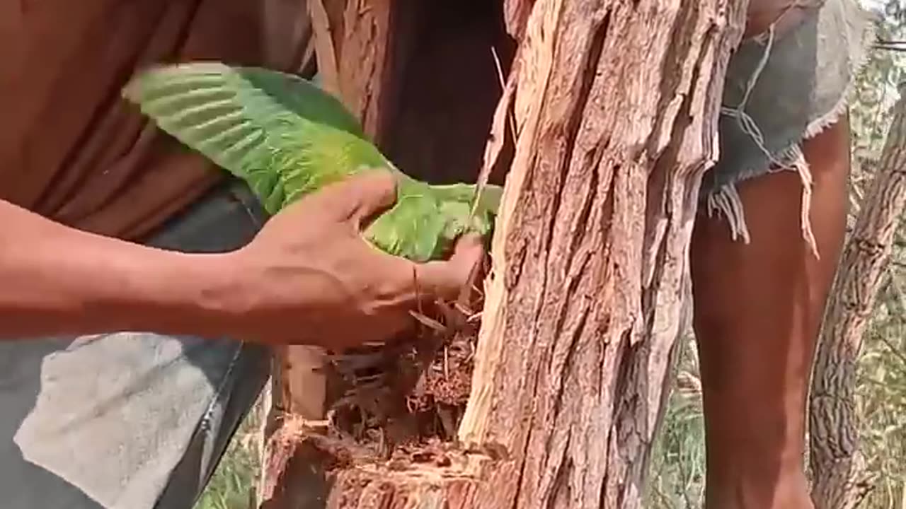 A mazing parrot
